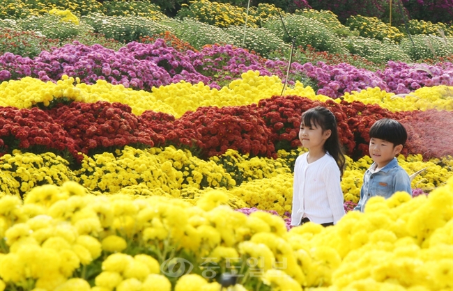 ▲ 전남 함평군 엑스포공원에서 활짝 핀 가을국화를 배경으로 유치원생들이 즐거운 한때를 보내고 있다./연합뉴스