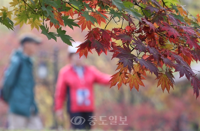 ▲ 서울 중구 남산골한옥마을에 단풍이 곱게 물들어 관광객들이 산책을 즐기고 있다./연합뉴스