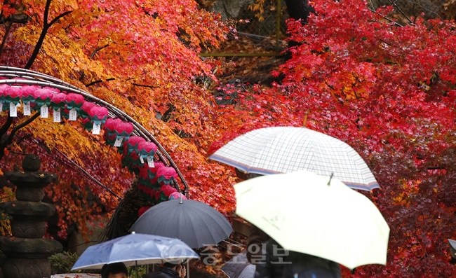 ▲ 겨울을 재촉하는 비가 내린 지난 8일 오후 서울 우이동 도선사를 찾은 시민들이 빨갛게 타오르는 단풍을 감상하고 있다./연합