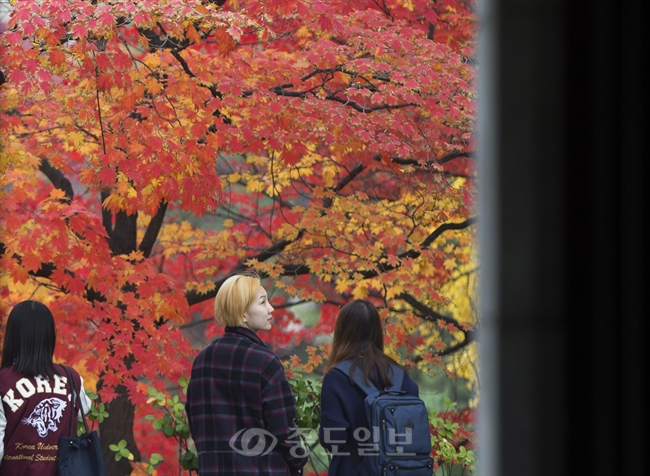 ▲ 10일 오후 서울 성북구 고려대학교에서 학생들이 단풍을 구경하고 있다./연합뉴스