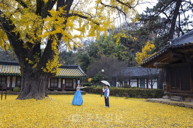 ▲ 노란 은행잎으로 단장한 전북 전주시 교동 전주항교에서 17일 다음 달 결혼을 앞두고 경남 창원에서 여행을 왔다는 김모(27), 권모(26) 커풀이 전주향교의 노랗게 물든 은행나무 길을 거닐며 멋진 포즈로 사진을 찍는 등 추억 담기에 여념이 없다. /연합