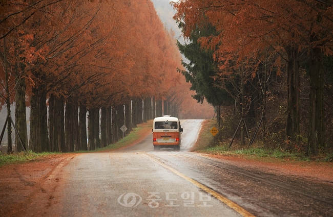 ▲ 전북 진안군 부귀면 메타세쿼이아 길이 최근 붉게 물들면서 관광과 드라이브 코스로 각광을 받고 있다. 진안에서 전주를 연결하는 구 도로인 모래재에 위치한 메타세쿼이아 길은 1.5km 구간의 아름다운 길이다./연합뉴스