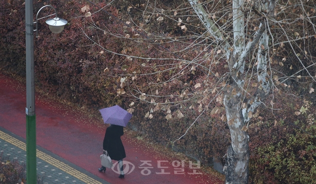 ▲ 비가 내린 23일 오전 서울 서초구 서초동에서 우산을 쓴 시민이 걷고 있다./연합뉴스