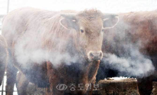 ▲ <>18일 오전 광주 북구 망월동의 한 한우 사육농가에서 인근 전북 지역 구제역 발생으로 관계당국이 방역을 펼치자 소들이 살포되는 약품을 피해 도망다니며 뿌연 입김을 뿜어내고 있다. /연합