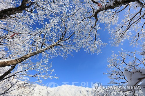 ▲20일 제주 한라산 영실 탐방로에 눈꽃이 활짝 피어있다. 연합뉴스 제공