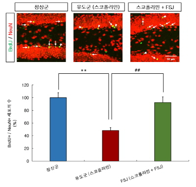 ▲새로 생겨나는 세포와 성숙 신경세포를 염색한 결과.(제공= 한의학연)