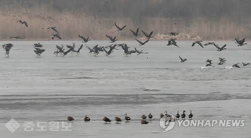 ▲ 국내에서 겨울을 나고 있는 철새들/자료=연합 DB