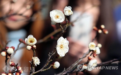 ▲입춘을 하루 앞둔 3일 부산 남구 동명대학교에서 대학생들이 꽃망울을 터뜨린 매화를 보고 있다. 연합뉴스