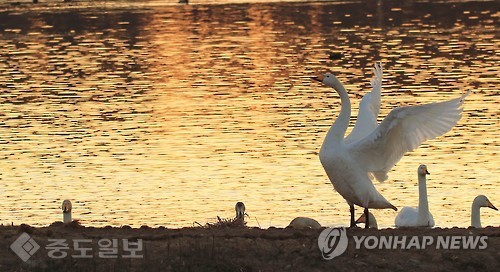 ▲겨울을 나려고 강원 강릉시 경포 생태저류지를 찾은 천연기념물(제201-2호)이자 멸종위기 야생동식물 2급으로 지정돼 보호받는 큰고니가 11일 동틀 무렵 힘찬 날갯짓을 하며 자태를 뽐내고 있다. 이곳에는 주변에 월동추(유채) 등 먹이가 풍부한 탓에 근래 들어 가장 많은 50여 마리가 찾아 월동하고 있다. 연합뉴스