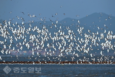 ▲ 유부도 갯벌을 찾아 온 검은머리물떼새.