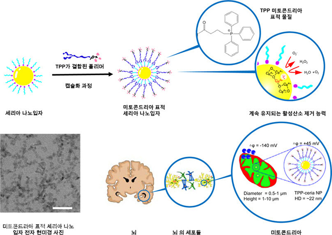 ▲활성 산소 제거 능력이 계속 유지되는 3nm 크기 산화세륨 나노입자 표면에 TPP가 결합된 친수성과 소수성을 모두 지닌 polymer를 입혀 캡슐화하였다(상). 막전위 45mV. 전체 크기 22nm인 미토콘드리아 표적 나노입자가 합성되었다. 전자 현미경 사진에서 3nm 크기가 보인다(하).(제공= IBS)