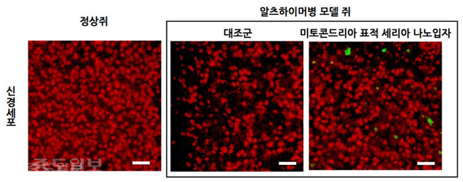 ▲미토콘드리아 표적 산화세륨 나노입자가 알츠하이머병 모델 생쥐의 신경세포에 미치는 영향. 
<br />알츠하이머병 모델 생쥐의 신경세포는 정상생쥐에 비해 그 수가 감소되어있다. 하지만 미토콘드리아 표적 산화세륨 나노입자(초록색)를 뇌에 주입하였을 때 감소된 신경세포의 수가 회복된 것을 알 수 있다.