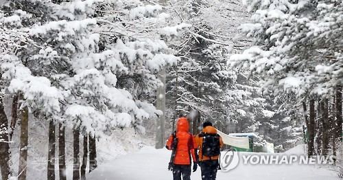 ▲동해안을 중심으로 많은 눈이 내린 24일 강원 평창군 대관령면 선자령 등산로에서 관광객들이 눈쌓인 숲길을 걸어가고 있다. /연합뉴스