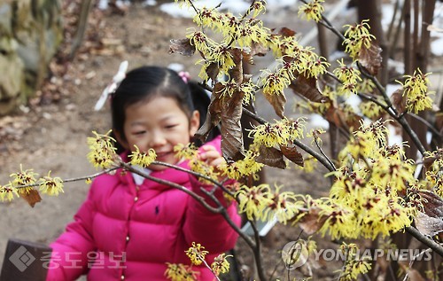 ▲용인시 처인구 한택식물원에서 나들이 나온 어린이가 만개한 풍년화를 신기한듯 바라보고 있다. 연합뉴스 제공