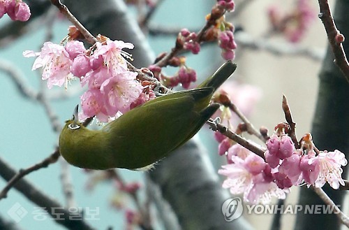 ▲부산 수영구 배화학교 정문 앞에 비를 머금은 채 꽃망울을 활짝 터뜨린 벚꽃 가지 위에 동박새가 꿀을 따고 있다. 연합뉴스