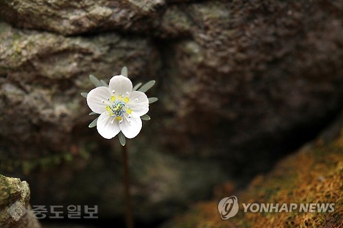 ▲전남 영광 불갑산에 피어난 변산바람꽃. 불갑산은 온대림과 난대림이 교차하는 지역으로 식생이 풍부해 다양한 식물자원이 분포하고 있다. 연합뉴스