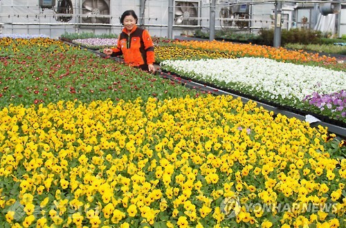 ▲충북 옥천군농업기술센터 유리온실서 올봄 거리를 단장할 꽃들이 출하준비를 하고있다. 이 꽃은 조만간 길거리에 옮겨져 시민에게 봄 소식을 전하게 된다. 연합뉴스