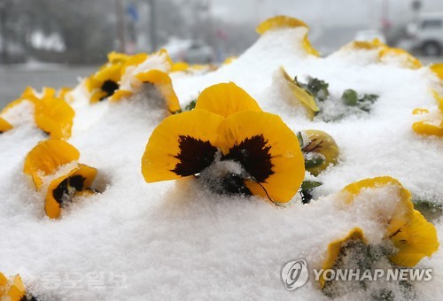 ▲대설특보가 내려진 가운데 강원 동해안에 봄을 시샘하는 많은 눈이 내린 9일 강릉시 홍제동 도로변 화단의 화사한 봄꽃 위에 눈이 소복이 쌓였다. 연합뉴스