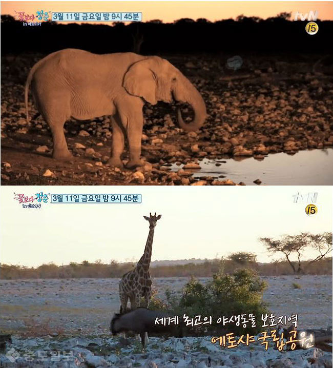 ▲ tvN '꽃보다청춘 아프리카’ 예고편.