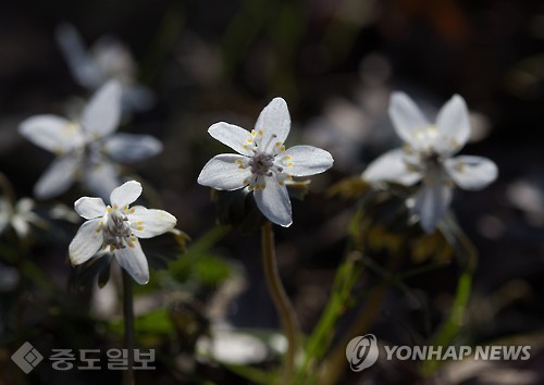 ▲전북 무주군 적상면 국립공원 덕유산(적상산)에 집단으로 서식하는 너도바람꽃이 최근 꽃망울을 터뜨렸다. 봄의 전령사로 알려진 너도바람꽃은 3월 초순께 개화하는데 추운 날씨가 지속되면서 평년보다 10일 정도 늦게 모습을 드러냈다. 연합뉴스