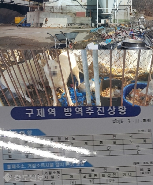 ▲ (사진 위부터)15일 둘러본 충남 곳곳에서는 쓰레기 더미와 음식물, 분뇨가 가득 쌓인, 소독은 물론 관리가 전혀 되지 않는 것으로 보이는 돈사들이 발견됐다. 죽은 새끼돼지를 먹어치웠다는 제보가 들어온 개들도 있었다. 개들의 평소 먹이는 음식물쓰레기다. 기관의 구제역 상황실 역시 4일 째 상황판이 그대로이고 근무일지도 대충 작성됐다.