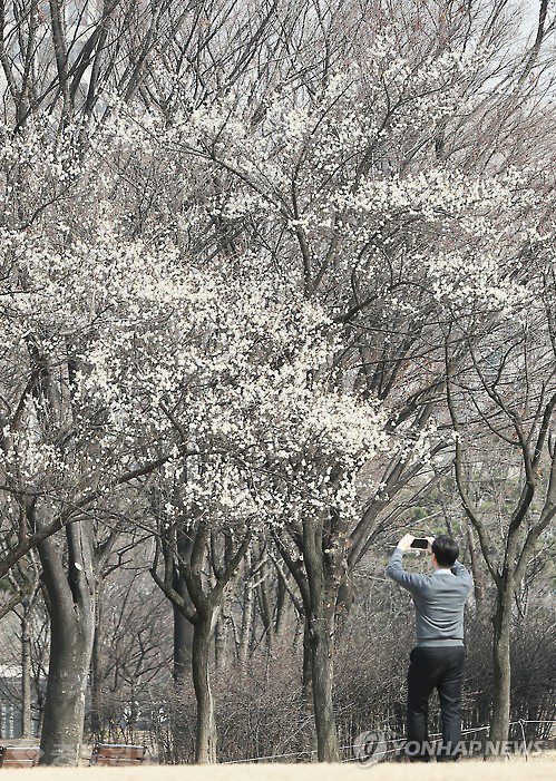 ▲포근한 날씨를 보인 15일 오후 서울 여의도공원을 찾은 시민들이 봄꽃을 스마트폰에 담고 있다. 연합뉴스