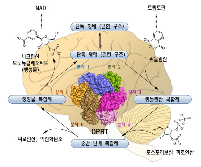 ▲인간 QPRT 6량체에 의한 조효소 NAD 생합성 경로
<br />
<br />QPRT는 필수아미노산인 트립토판으로부터 형성된 퀴놀린산에 포스포리보스를 결합해 NAD의 생합성 전구체인 니코틴산 모노뉴클레오티드를 생성하는 반응을 매개한다. 제공=한국연구재단