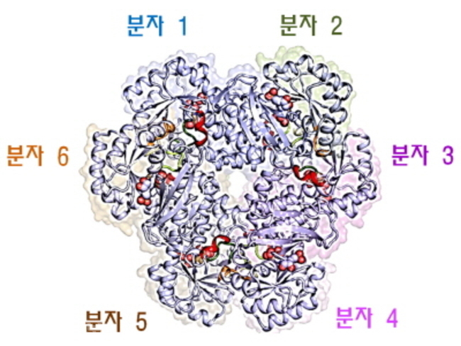 ▲인간 QPRT 6량체의 3차원 구조
<br /> 
<br />QPRT는 두 분자 사이에 활성부위를 갖는 2량체가 기본 단위이며 하나의 알파-나선과 두 고리에 의해 6량체를 형성한다. 제공=연구재단