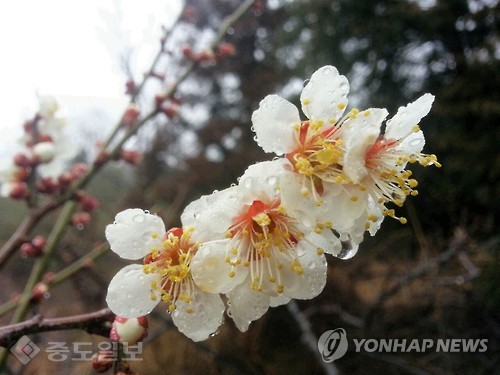 ▲봄을 재촉하는 봄비가 내려 전남 광양시 다압면에서 꽃망울을 터뜨린 매화가 촉촉하게 비를 머금고 있다. 연합뉴스 제공