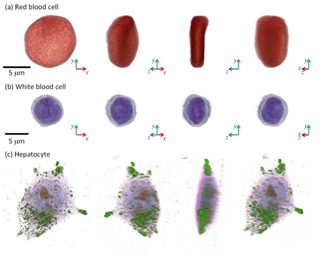 ▲ ㈜토모큐브사의 현미경으로 측정한 다양한 세포 의 3차원 영상(적혈구, 백혈구, 간세포) (사진제공=KAIST)
