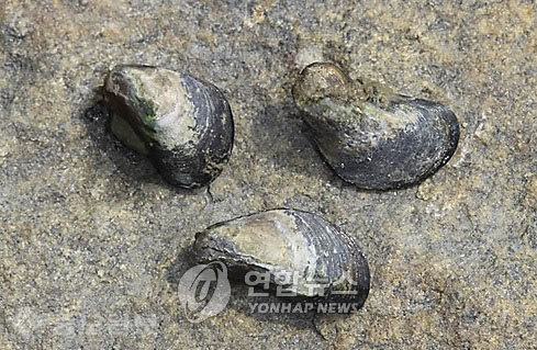 ▲ 홍합(진주담치)/자료=연합DB