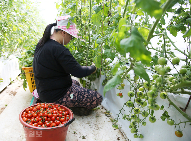 양액재배 시설하우스에서 방울토마토 수확에 분주한 손길을 보이고 있다.