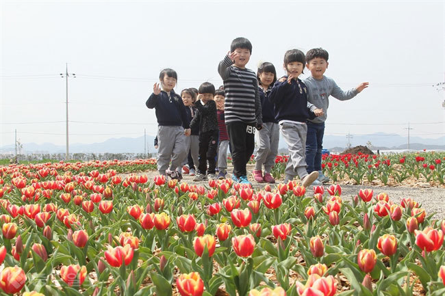 ▲경남 고성군에서는 요즘 활짝 핀 튤립 10만 송이가 관광객들을 맞고 있다. 우산리 농업기술센터 앞 1천여평에는 골든아펠돈 등 8개 품종의 튤립이 심겨져 있다. 연합뉴스