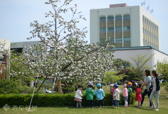 ▲ 표준연 잔디광장에 있는 뉴턴의 사과나무 후대손. (사진제공=한국표준과학연구원)