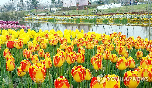 ▲ 21일 충남 태안군 남면 신온리 '태안 세계튤립축제'를 찾은 관람객들이 활짝 핀 튤립을 감상하고 있다. '화가들의 정원'이란 주제로 지난 16일 막을 올린 이 축제는 다음 달 8일까지 이어진다. /연합뉴스