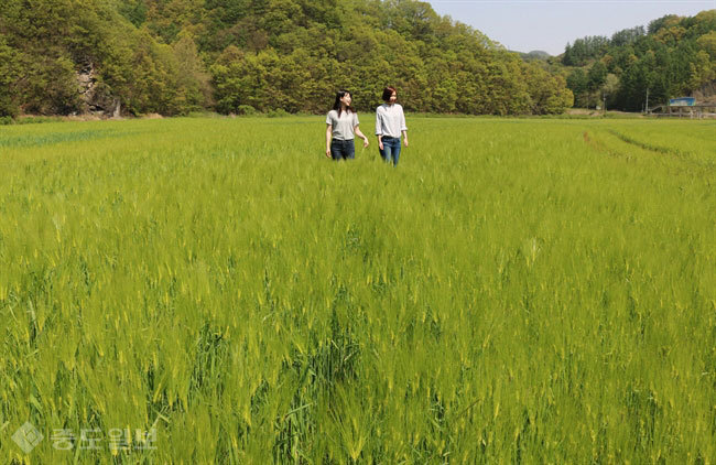 ▲충북 옥천군 군북면의 짙푸른 보리밭을 걷는 여인들의 모습이 싱그럽다. 연합뉴스 제공