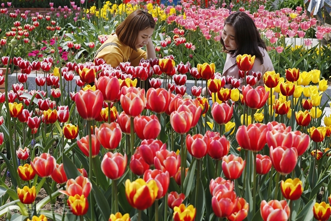 ▲ 2016 고양국제꽃박람회 개막을 하루 앞둔 28일 경기도 고양시 장항동 고양꽃전시관에서 인천문예전문학교 학생들이 다양한 튤립을 살펴보고 있다. /연합뉴스
