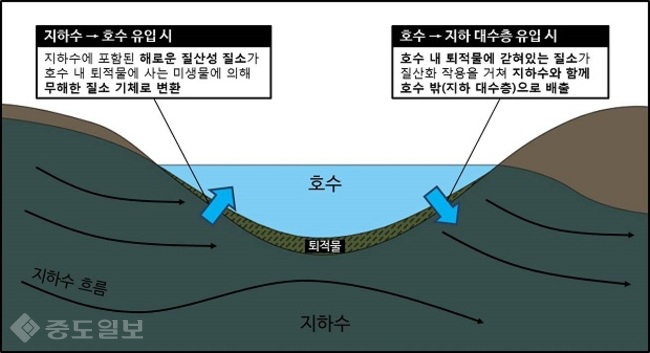 ▲ 호수 지하수 순환 시 질소 정화  및 배출 개념설명도. (자료 제공=한국지질자원연구원)