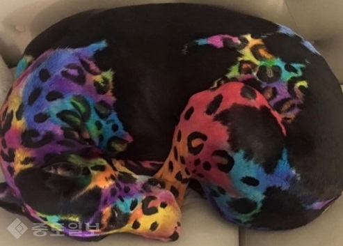 ▲3일 애견신문에 보도된 화면 캡쳐. 