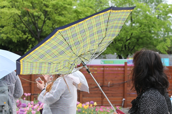 ▲ 3일 경기도 고양시 호수공원의 고양꽃박람회장을 찾은 관람객이 강풍에 우산이 뒤집혔다. 