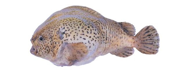 ▲‘멍텅구리’는 ‘뚝지’라고도 하는 ‘도치과’에 속하는 바닷물고기이다./사진 출처=국립수산과학원 