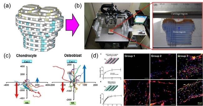 ▲ 조동우 교수의 연구성과 관련 그림
<br />(a) 복합조직 재생을 위한 3D 전조직체
<br />(b) 3D 조직ㆍ장기 프린팅 시스템을 이용한 3D 전조직체의 제작
<br />(c) 하이드로젤 종류에 따른 세포의 거동 및 활성 변화 규명
<br />(d) 전조직체 내부의 저산소 영역 내 미세혈관 구축. 제공= 미래부 