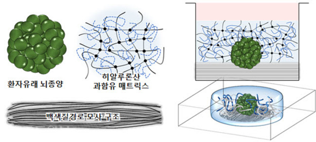 ▲ 환자 대체치료용 3차원 체외뇌암모델 모식도.제공=카이스트