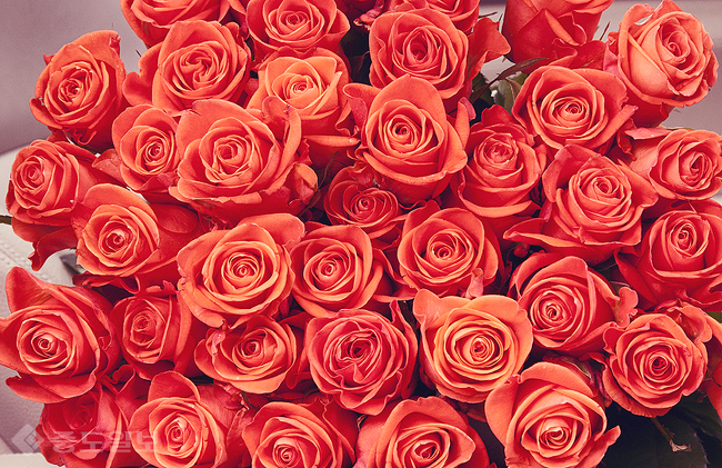 ▲ 5월 14일은 로즈데이, 장미꽃 준비하실 건가요? /사진=게티이미지 뱅크 ▲ 5월 14일은 로즈데이, 장미꽃 준비하실 건가요? /사진=게티이미지 뱅크