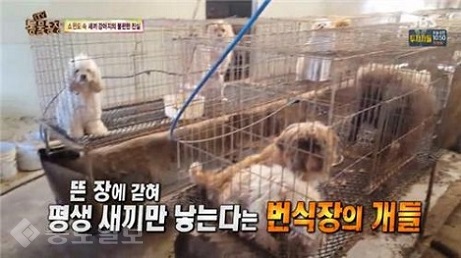 ▲ TV 동물농장 방송화면 ▲ TV 동물농장 방송화면