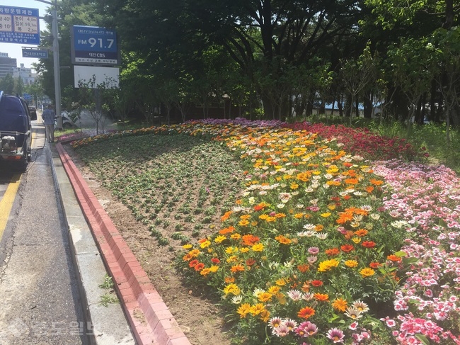 ▲ 대전 도심지의 여름꽃 가로 화단.<사진=대전시 제공>