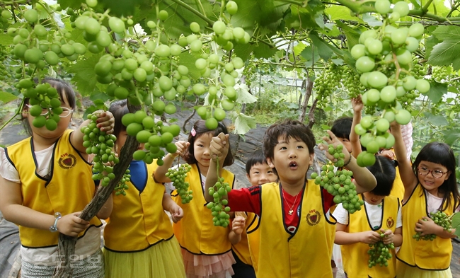 ▲21일 광주 북구 석곡동 무등산수박정보화마을 인근 포도재배 비닐하우스에서 어린이집 아이들이 포도가 자라는 과정을 체험 학습하고 있다. 연합뉴스