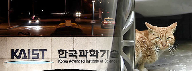 ▲ 유성구 KAIST 대덕캠퍼스에서 길고양이들이 잇따라 의문사를 당하고 있다.