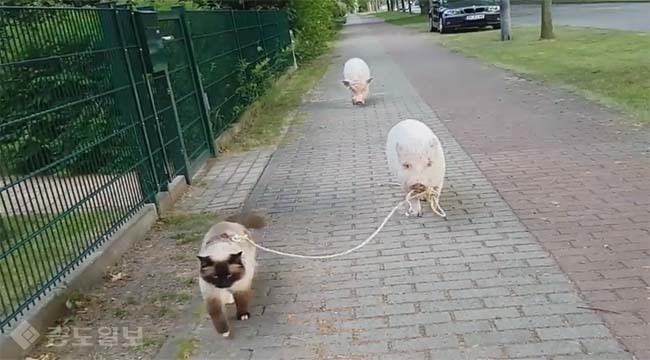 ▲ 유튜브 Nicolle von Eberkopf 