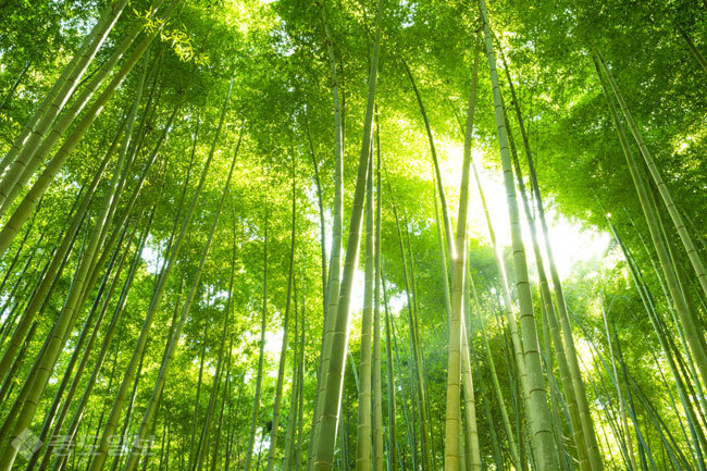 ▲ 게티 이미지 뱅크 ▲ 게티 이미지 뱅크